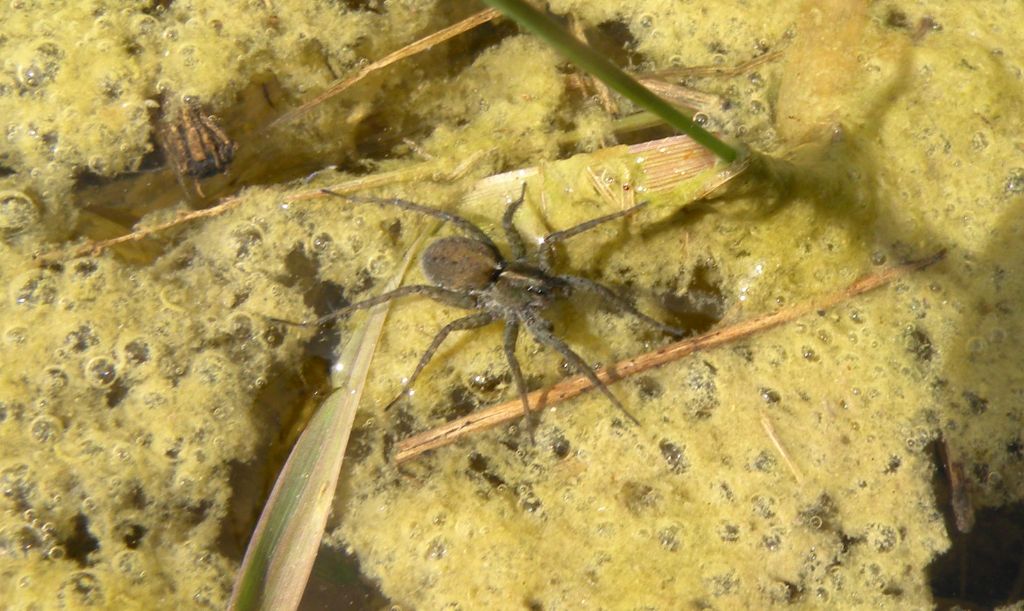 Pardosa sp. - ARE di Budrio di Correggio (RE)